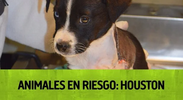 Animales en riesgo: Houston