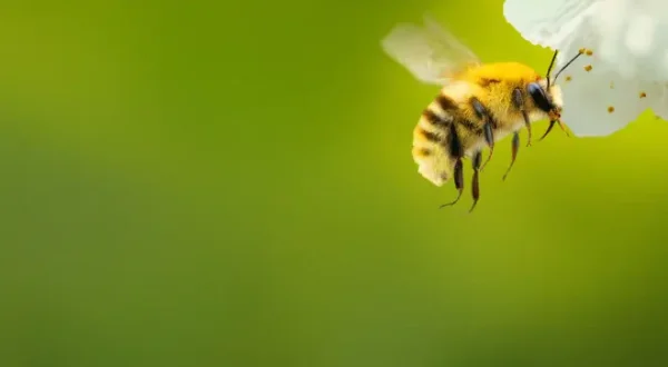 Die geheimnisvolle Welt der Bienen