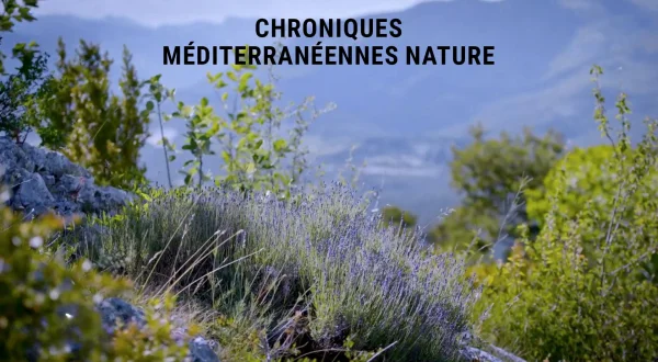 Chroniques méditerranéennes nature