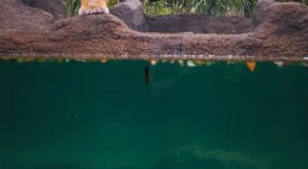 One Zoo Three: Día de calor