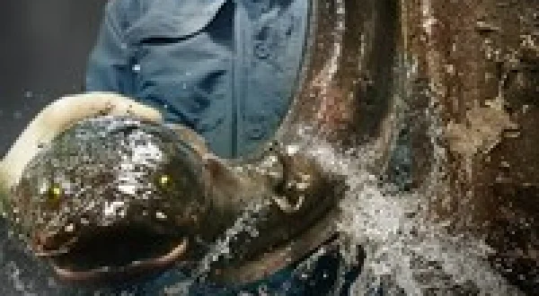 River Monsters