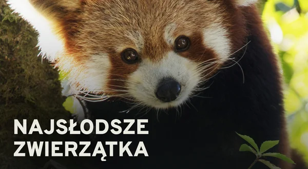 Najsłodsze zwierzątka