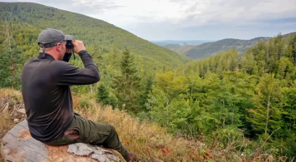 Le mystère des grands cerfs de Lozère