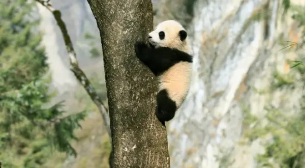 4 saisons au royaume du panda
