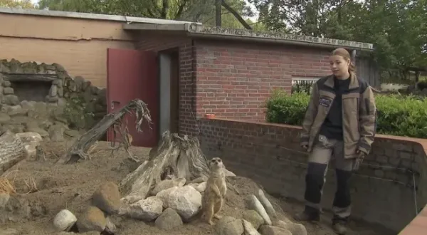 Seehund, Puma & Co.