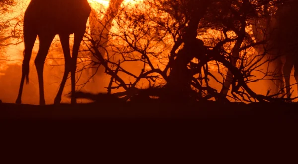 Abenteuer Namibia