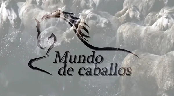 Mundo de caballos