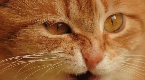 Comportamientos curiosos que hacen los gatos