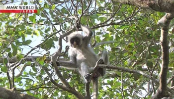 Darwin's Amazing Animals
