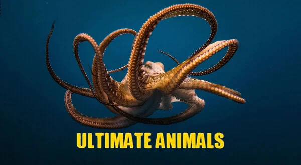 Ultimate Animals