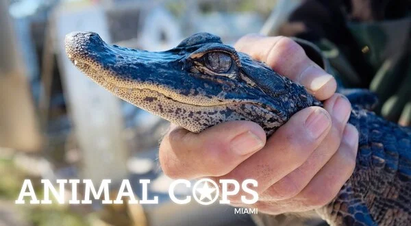 Animal Cops: Miami