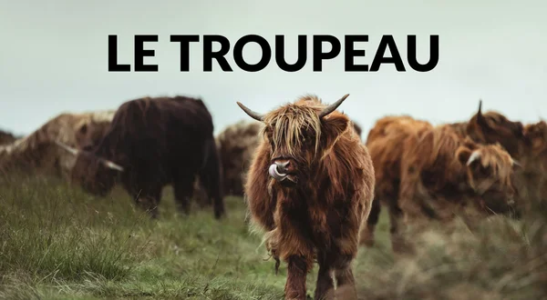 Le troupeau