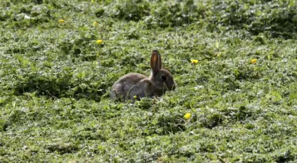 Espoirs d'un lapinier breton