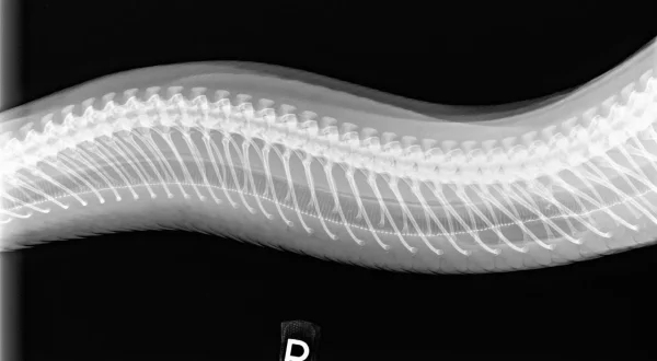 Animal Emergency Room