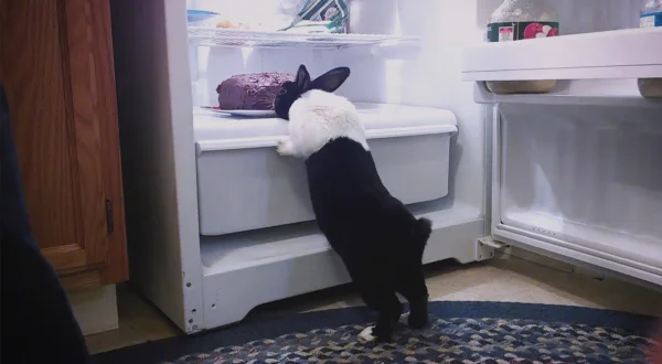 Bad Dog