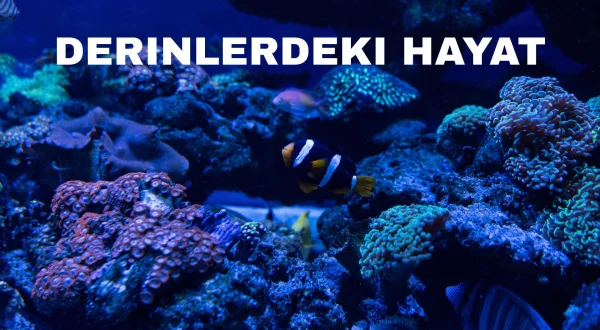 Derinlerdeki Hayat