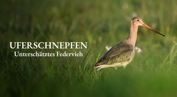 Uferschnepfen - Unterschätztes Federvieh