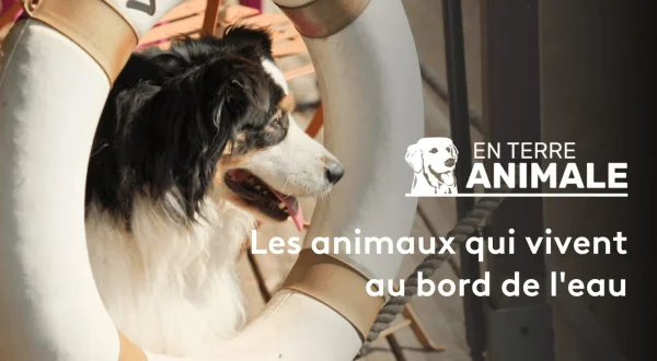 En terre animale