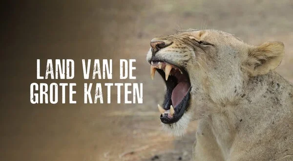 Land van de grote katten