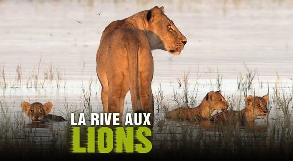 La rive aux lions