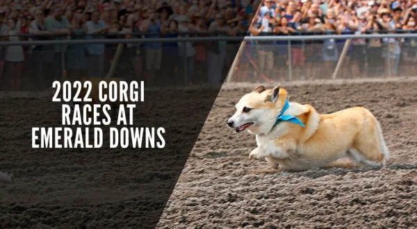 2022 Corgi Races at Emerald Downs