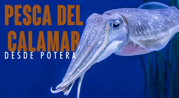 Pesca Del Calamar De Potera