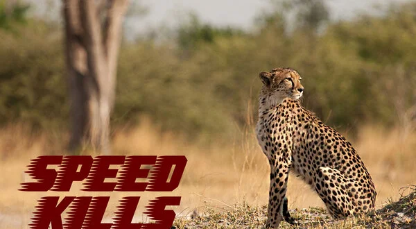Speed Kills