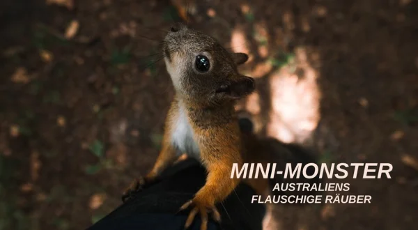 Mini-Monster - Australiens flauschige Räuber