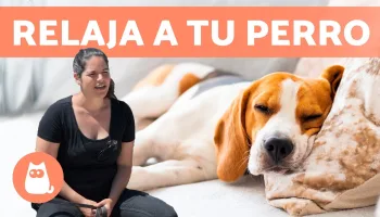 ¿Cómo puedes relajarle?