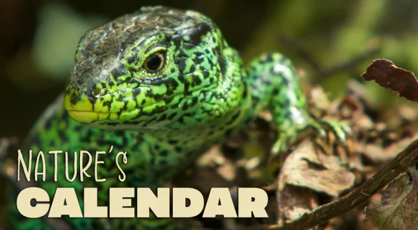 Nature's Calendar