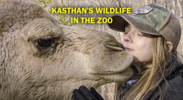 Kasthan's Wildlife in the Zoo