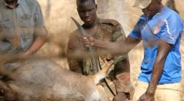 Coeur de chasseur