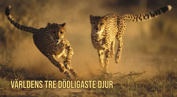 Världens tre dödligaste djur