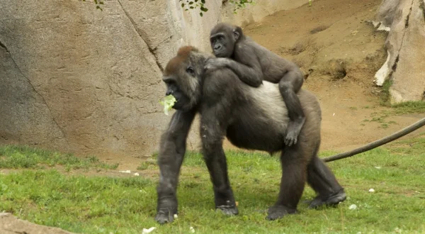 San Diego Zoo