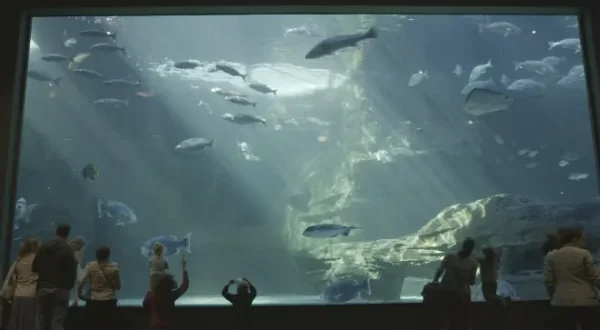 Aquarium: An Aquatic Life