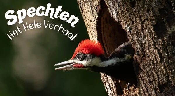 Spechten: het hele verhaal