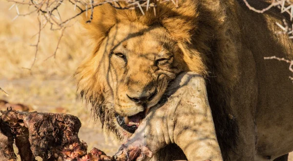 Seen on Safari
