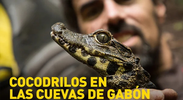 Cocodrilos en las cuevas de Gabón