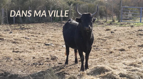 Dans ma ville