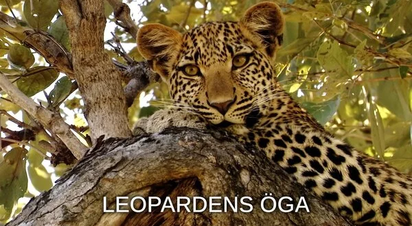 Leopardens öga
