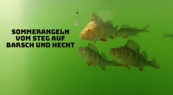 Sommerangeln vom Steg auf Barsch und Hecht