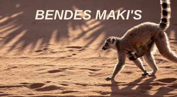 Bendes maki's