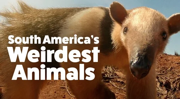 South America's Weirdest Animals
