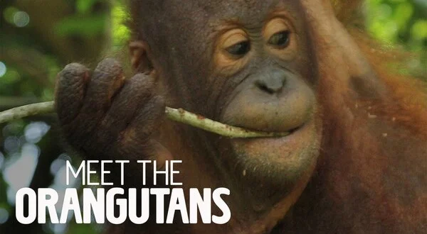 Meet the Orangutans