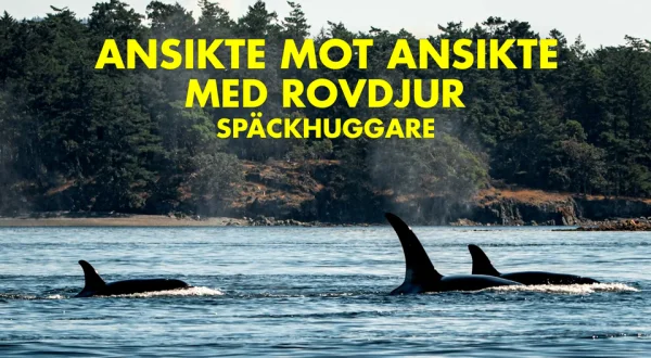 Ansikte mot ansikte med rovdjur: Späckhuggare