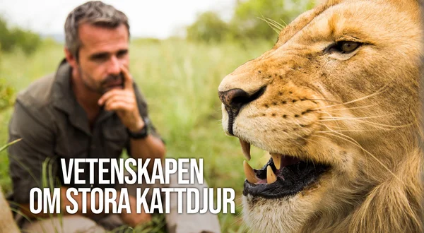Vetenskapen om stora kattdjur