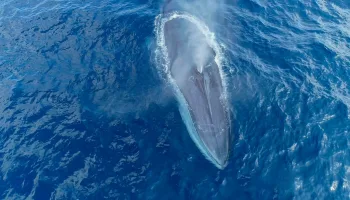 Mer et montagne, le monde sauvage des Pyrénées
