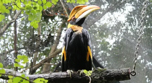 Au cœur du zoo : Tampa