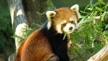 Bronx Zoo – Tierpark der Superlative