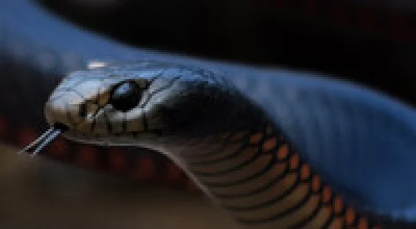 Aussie Snake Wranglers: Deadly Pursuit